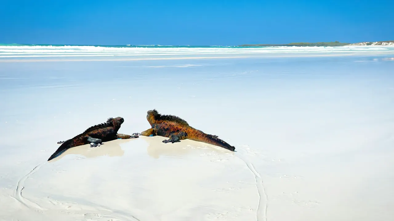 Tortuga Bay is one of the most beautiful beaches in the world
