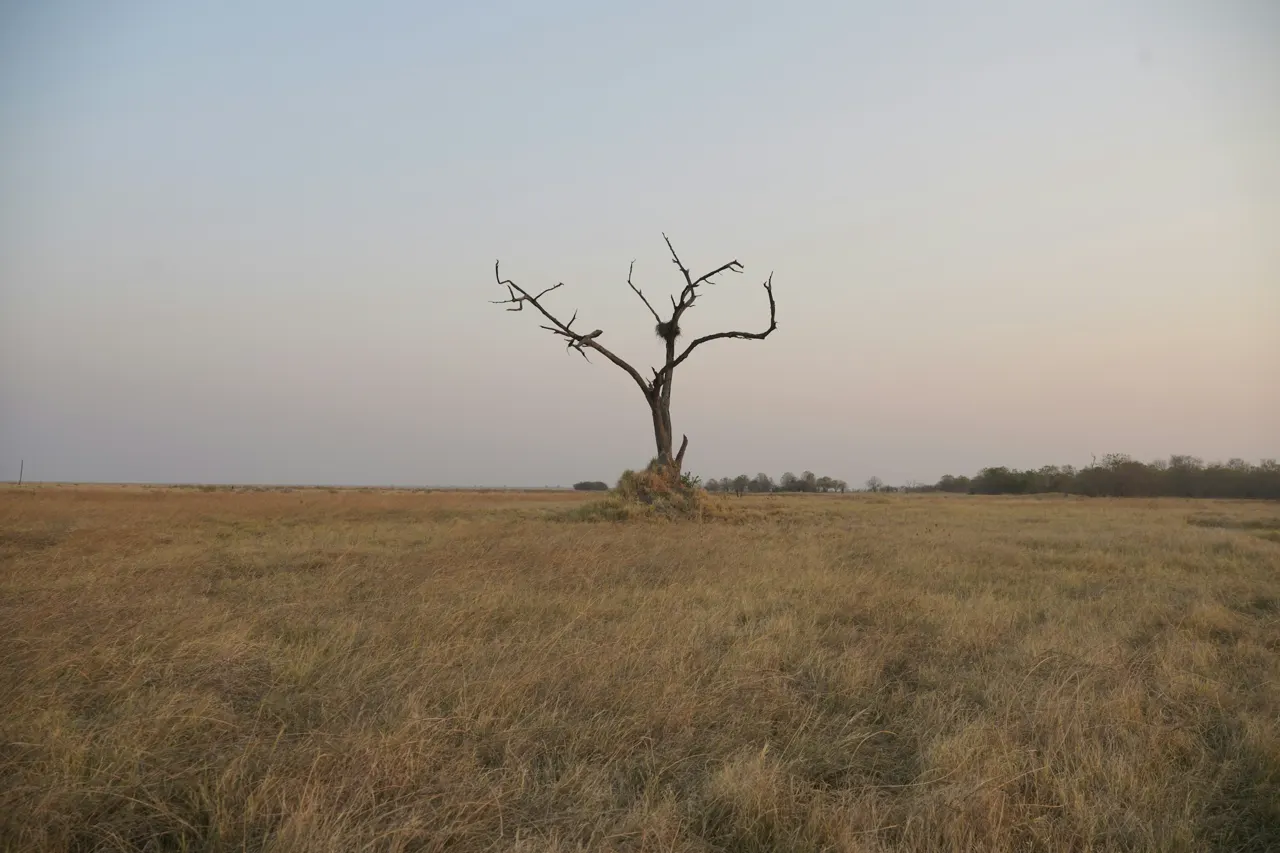 A solitary, leafless tree stands tall in a vast, golden field, bathed in the soft hues of dusk, symbolizing resilience and quiet beauty in the wilderness