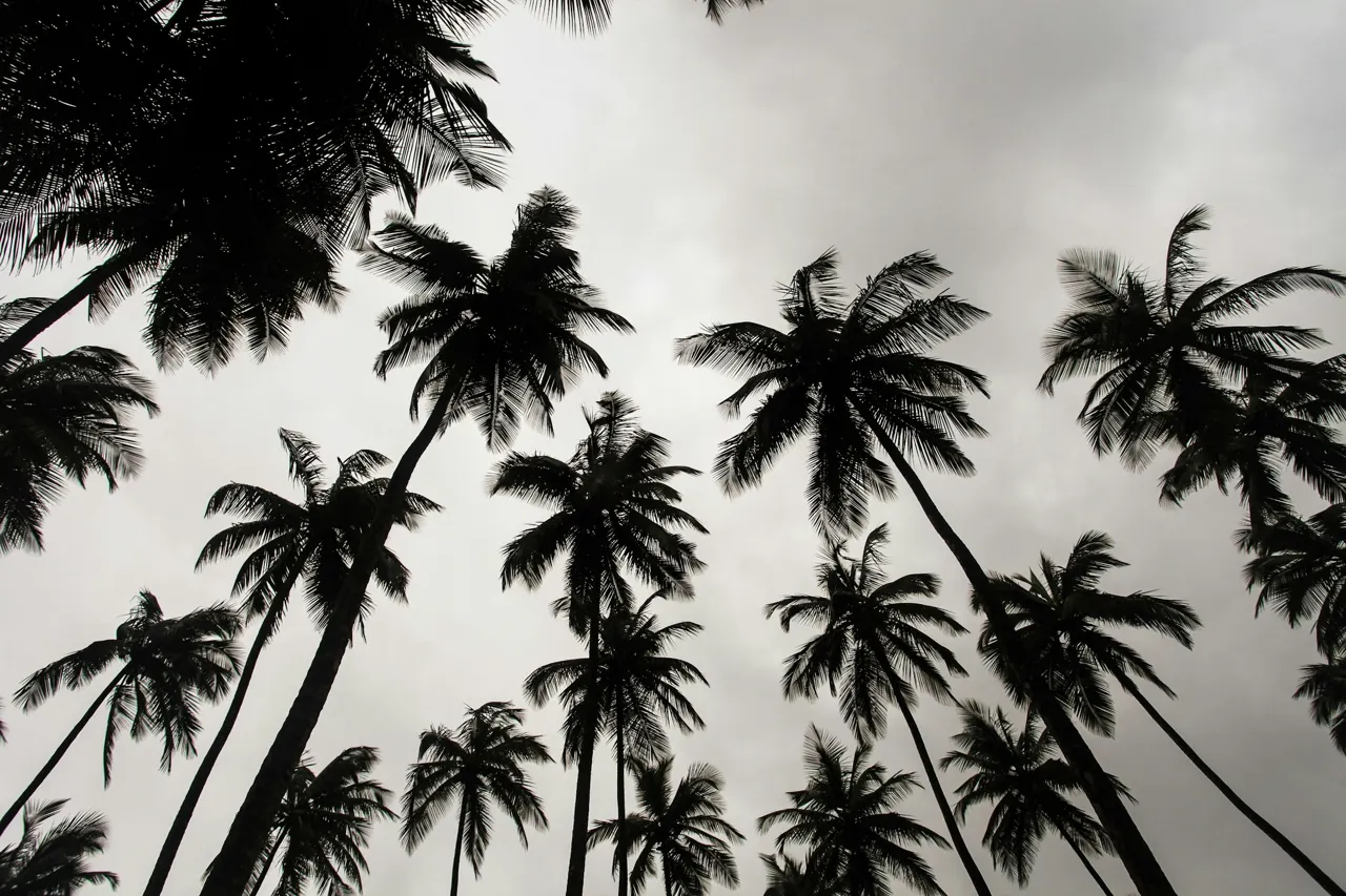 Palm Trees