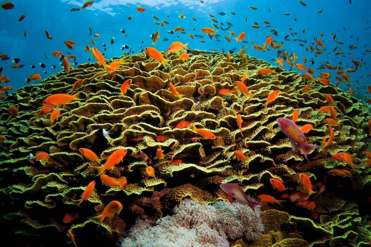 Anthias on coral