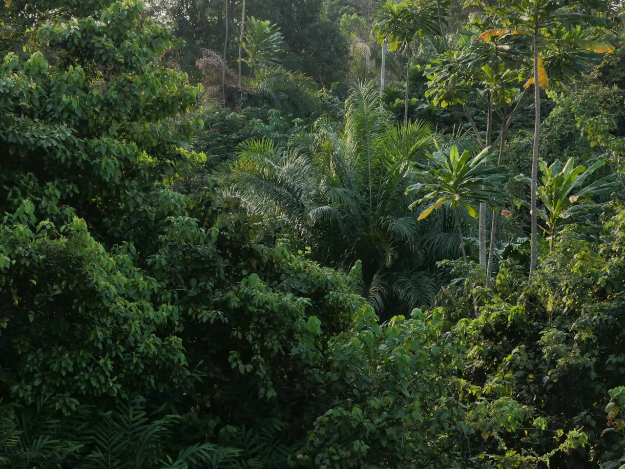 A bunch of forest