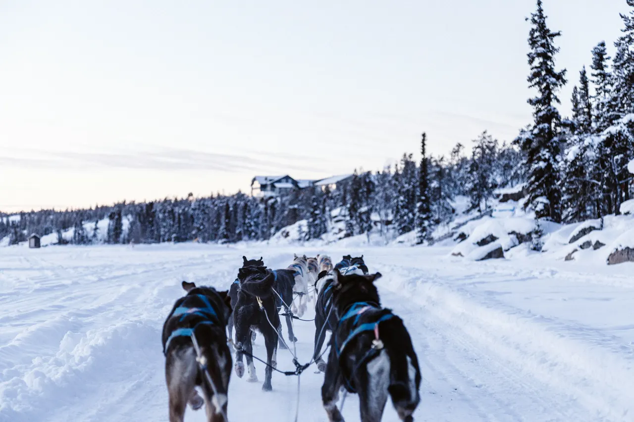 First of all, I wish you could smell what I was smelling from the front of the dogsled- dog flatulence