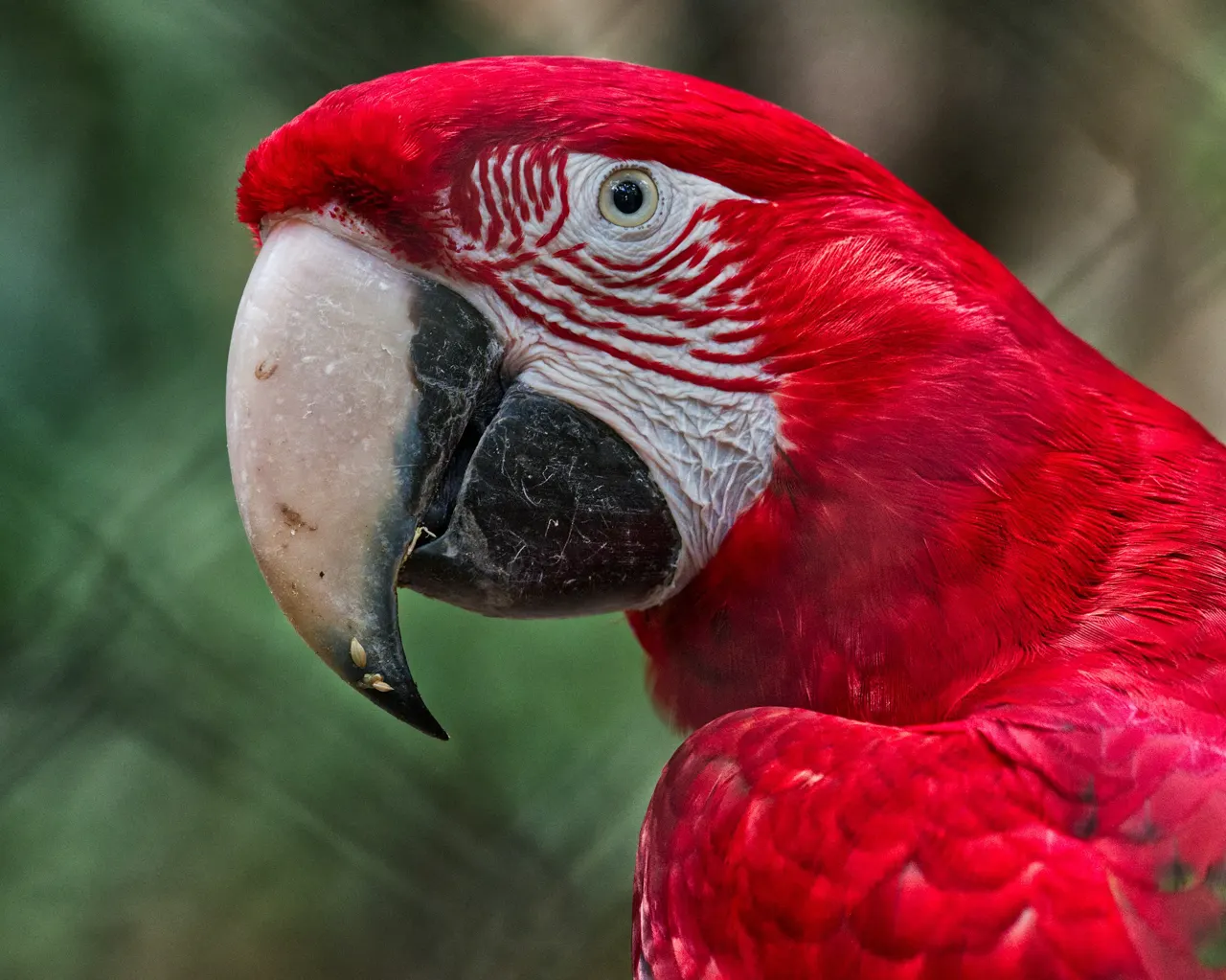 Scarlat Macaw; Güirá Oga Wildlife Refuge, Puerto Iguazú, Argentina; September 2023