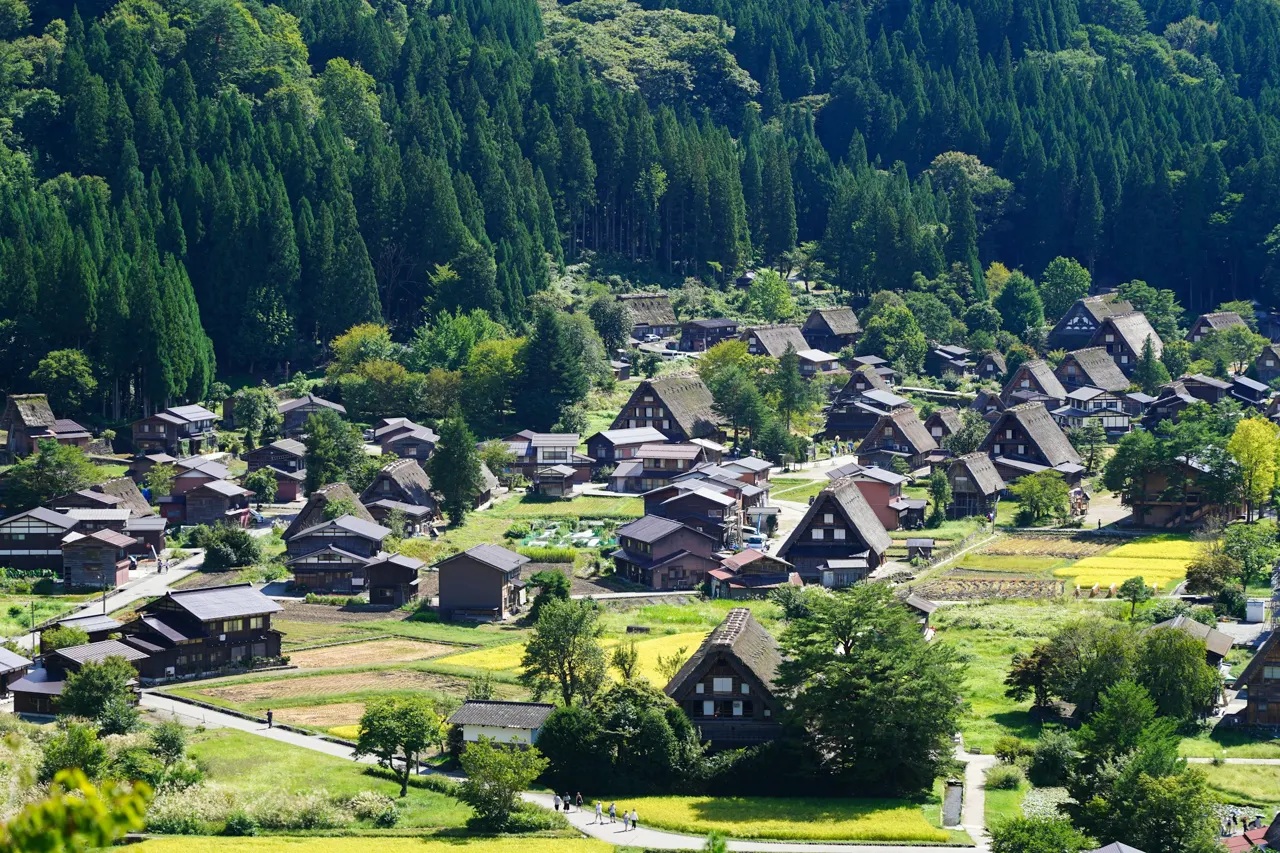 Aerial view of Shirakawa-go's iconic gassho-zukuri thatched-roof houses nestled among lush green rice fields and forested mountains, showcasing the UNESCO World Heritage village's timeless rural charm in