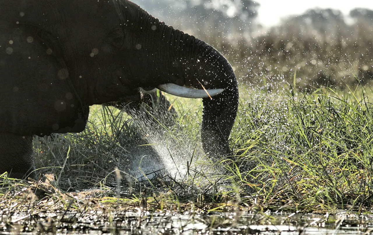 Swamp dining