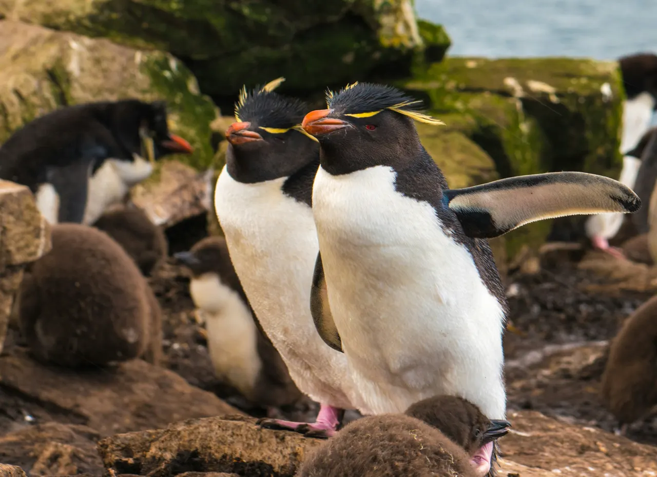 On Stanley Island near the Southern tip of South America