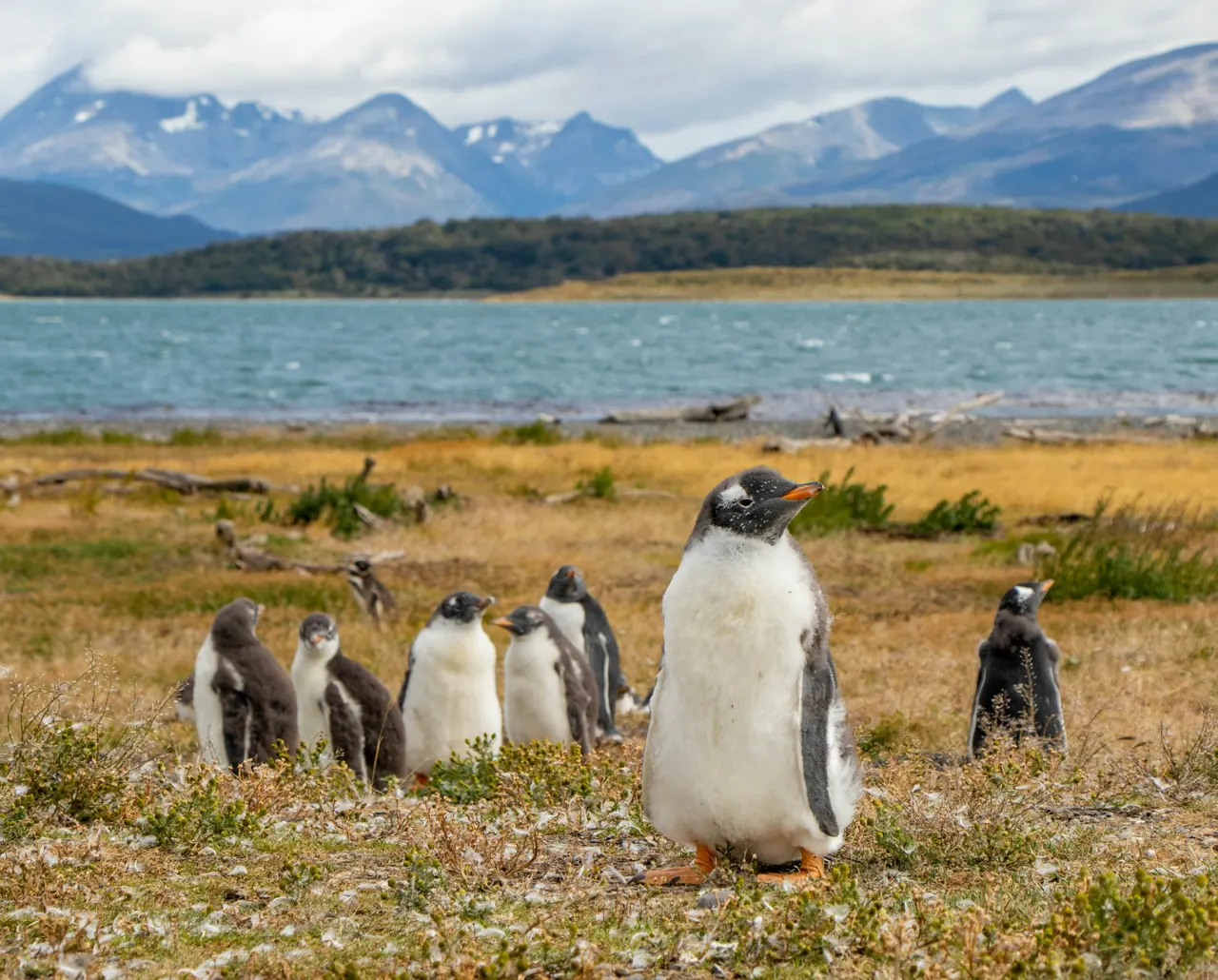 Papua Penguins at Martillo Island, Ushuaia, Tierra del Fuego